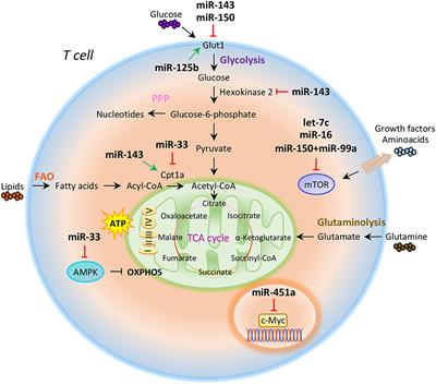 Metabolism and Autoimmune Responses: The microRNA Connection